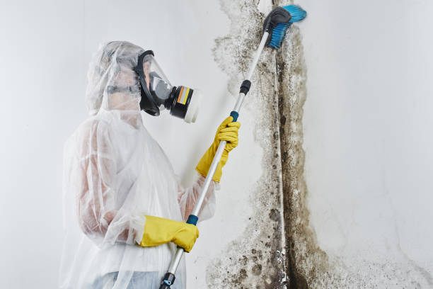 Best Mold Damage Restoration  in Marlboro, NY